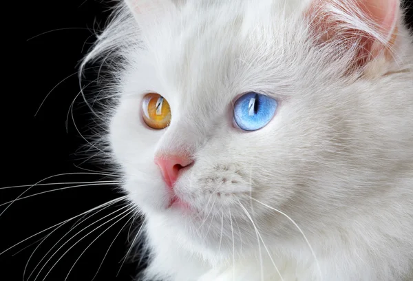 Портрет разноцветных глаз белого цвета c — стоковое фото