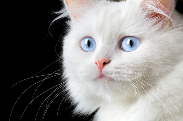 Portret białego kota — Zdjęcie stockowe