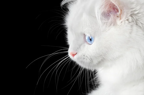 Retrato de um gato branco — Fotografia de Stock