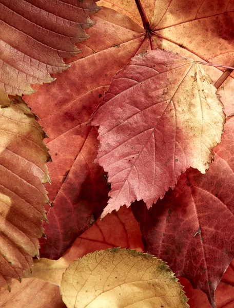 Gedaald multi gekleurde Herfstbladeren — Stockfoto