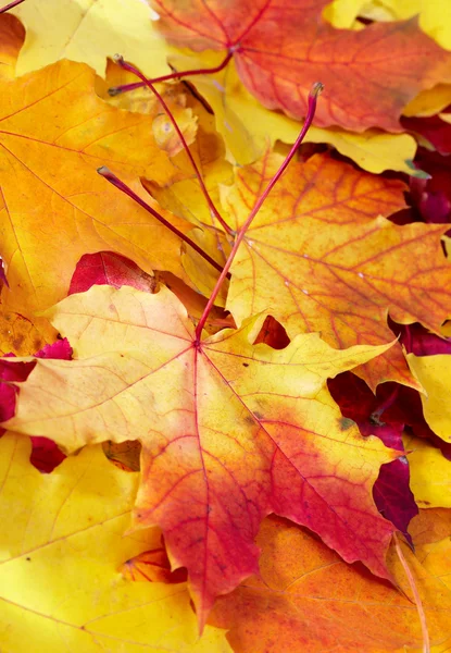 Folhas multicoloridas de bordo caído — Fotografia de Stock