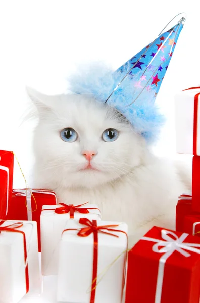 Bílá kočka s dárky — Stock fotografie