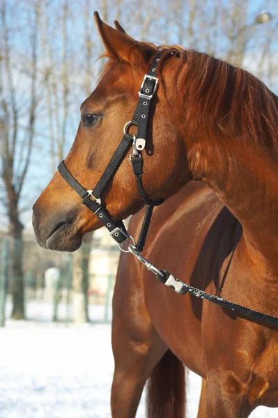 Ritratto di un cavallo di colore marrone . — Foto Stock