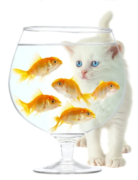 Kitten en vis — Stockfoto