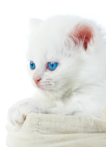 Biały kotek w koszyku. — Zdjęcie stockowe