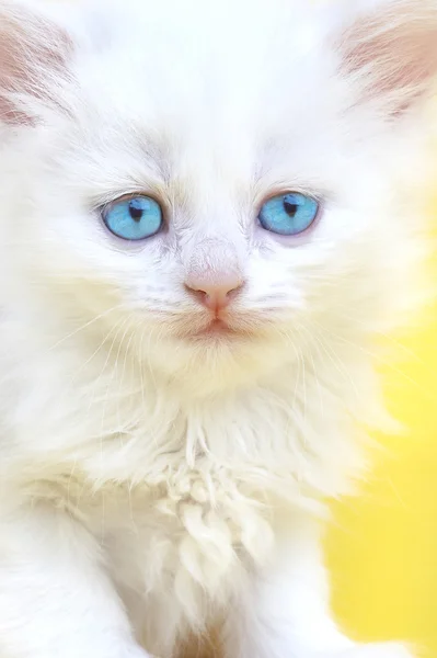 Белый котёнок с голубыми глазами . — стоковое фото