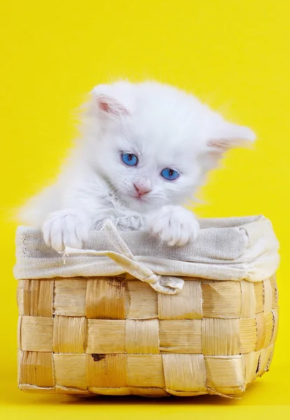 Gatito blanco en una cesta. —  Fotos de Stock