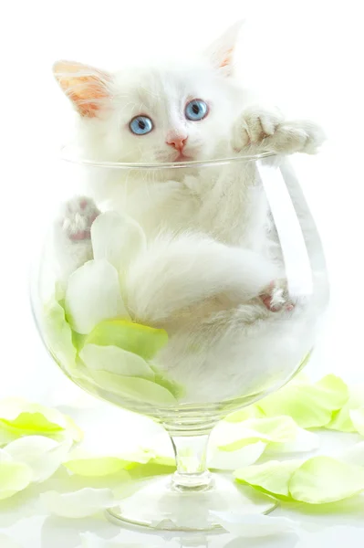 Gatito blanco con ojos azules . —  Fotos de Stock