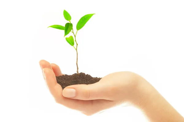 Human hands and young plant — Stockfoto
