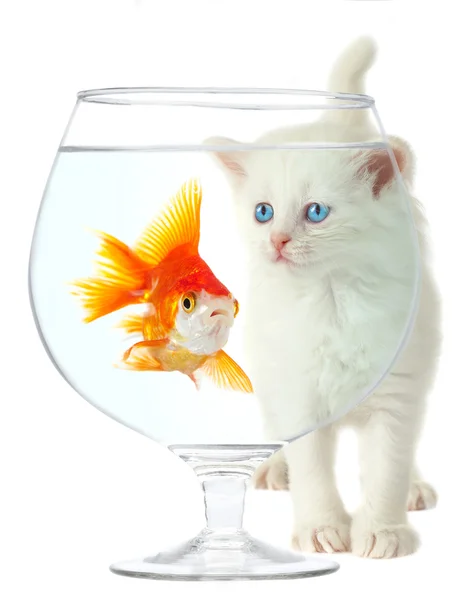 Котёнок и рыба — стоковое фото