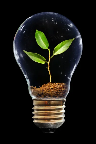 Young sprout in light bulb — Stock Photo, Image