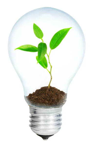 Young sprout in light bulb — Stock Photo, Image