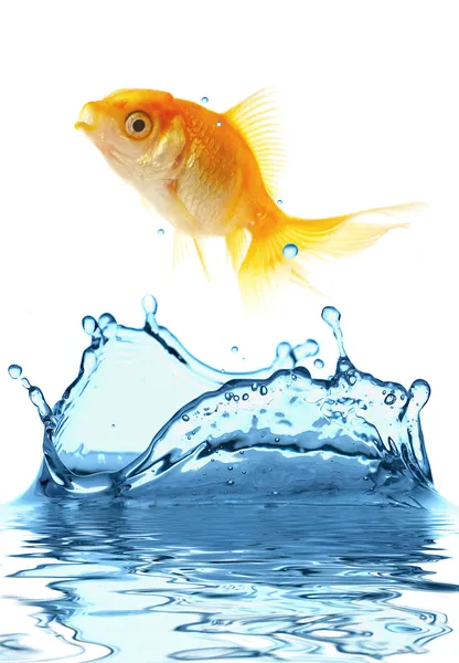 The gold small fish — Stock Photo, Image