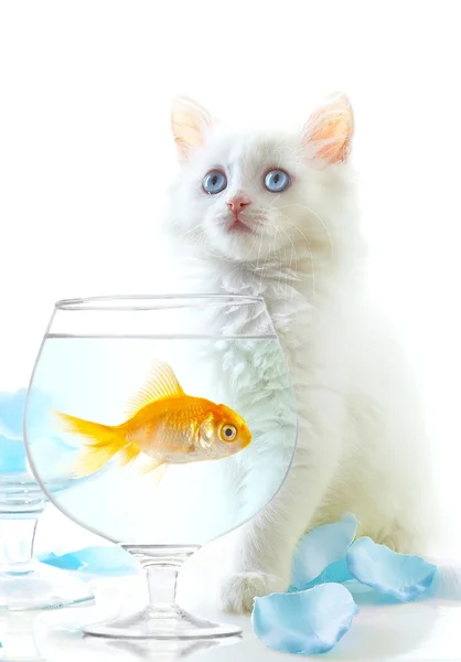 小猫和鱼 — 图库照片