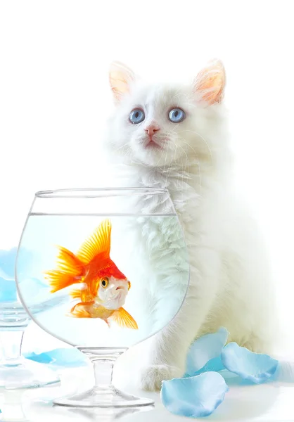 Kitten en vis — Stockfoto