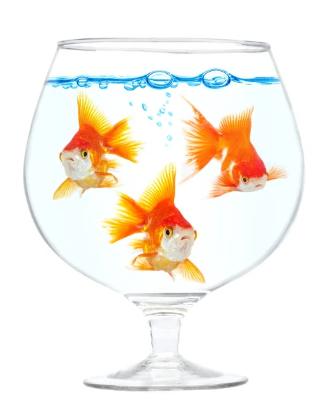 Arany kis hal akvárium — Stock Fotó