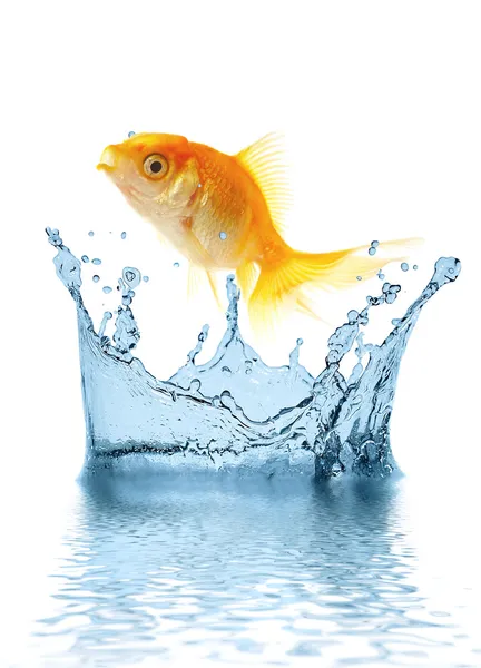O peixe pequeno dourado — Fotografia de Stock