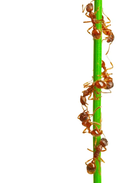 Μυρμήγκια — Φωτογραφία Αρχείου