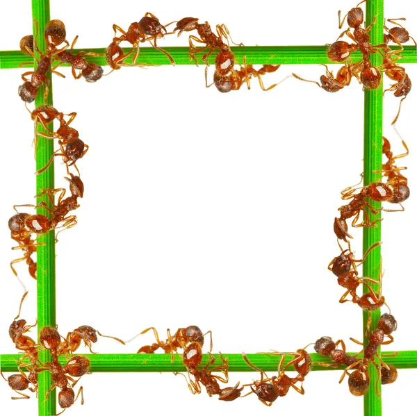 Mieren — Stockfoto