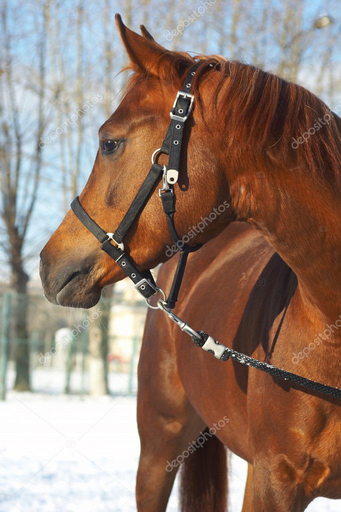 Portrait of a horse of brown color.