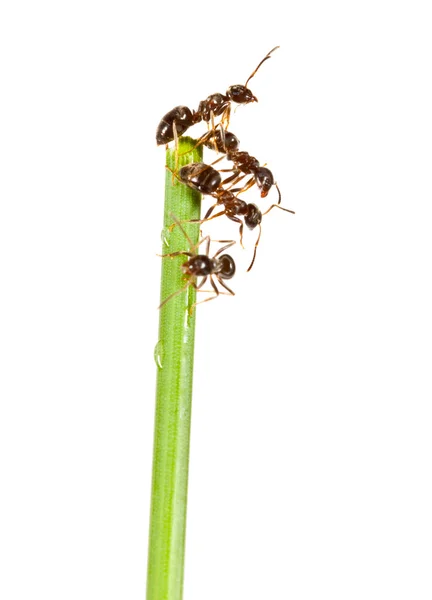 Μυρμήγκια — Φωτογραφία Αρχείου
