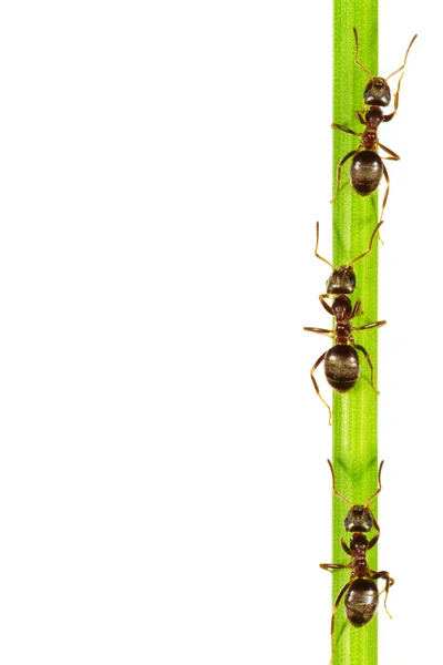 Formigas — Fotografia de Stock