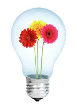 electrobulb bir sürü gerbera