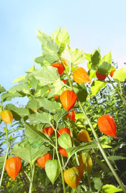 Flowers - lanterns clipart