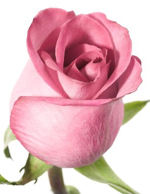 Pink rose on a white background. clipart