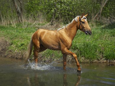 Horse in water clipart