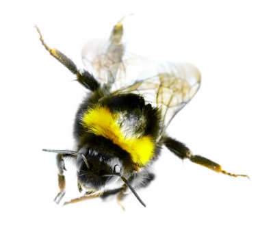 Flying bumblebee clipart