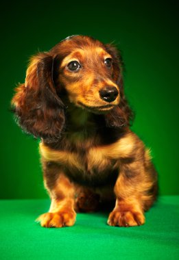 dachshund köpek