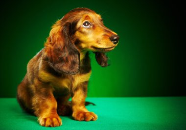 dachshund köpek