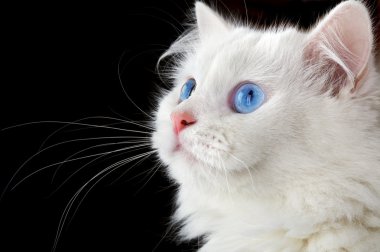 Beyaz bir kedinin portresi