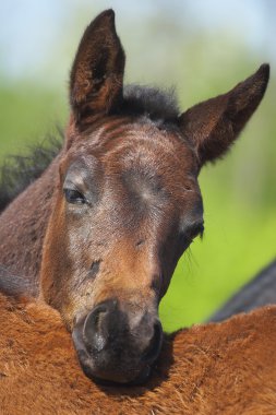 Foal clipart