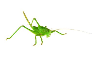 Green grasshopper ... clipart