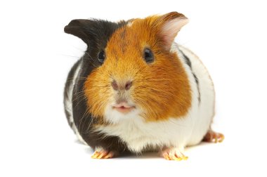 Portrait of a Guinea-pig. Macro a photo. clipart