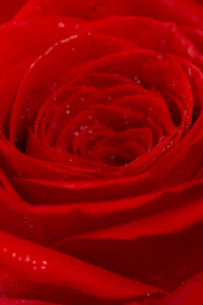 Sfondo astratto. Una rosa con gocciolina — Foto Stock