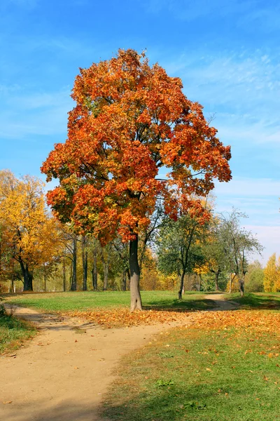 Herbstahorn. — Stockfoto