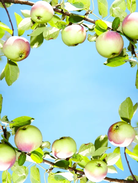 Apples - frame — Stock Photo, Image