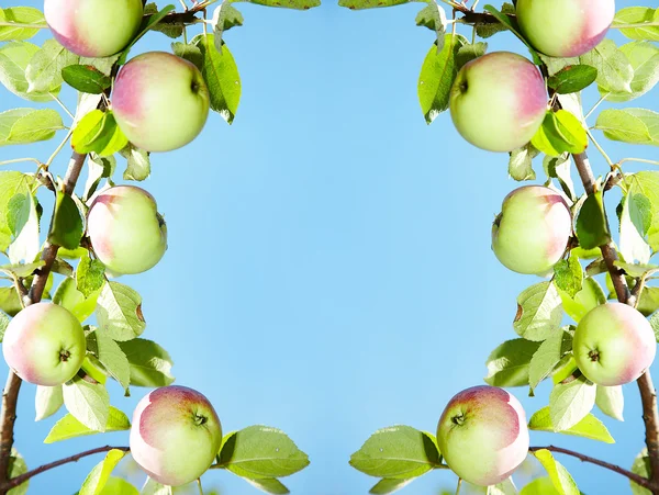 Manzanas - marco — Foto de Stock