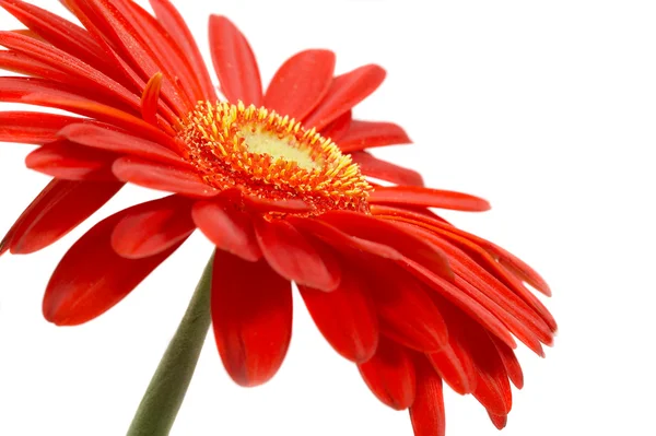 Red flower on a white background — Stock Photo, Image