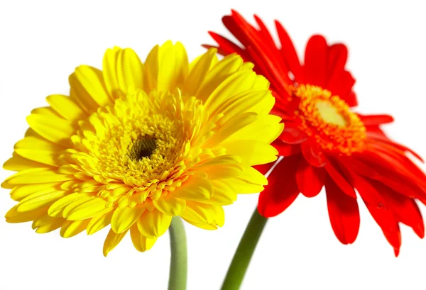 Красный и желтый цветок на белой спине — стоковое фото