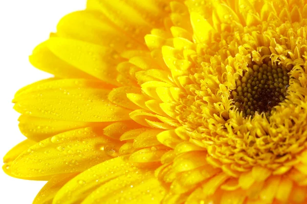 Stock image Yellow flower on a white background