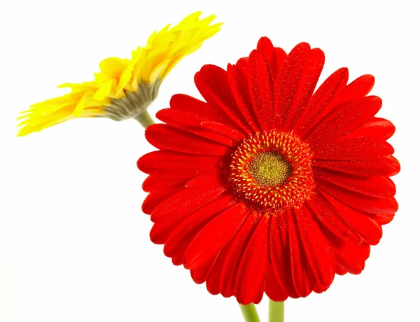 Červená a žlutá květina na bílé backgro — Stock fotografie