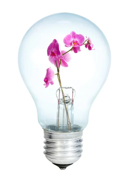 Electrobulb with a bunch of orchid — Stock Photo, Image