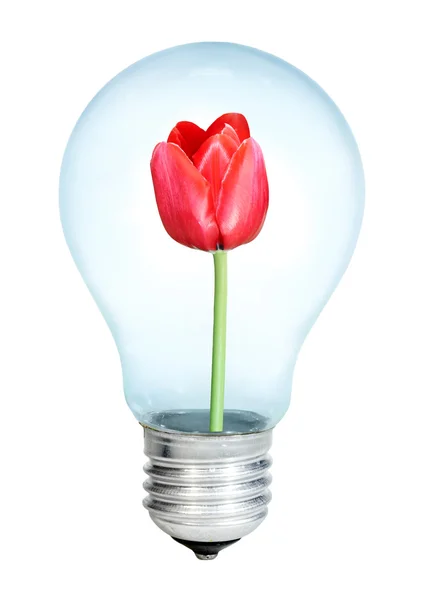 Електробульба з купою тюльпанів — стокове фото