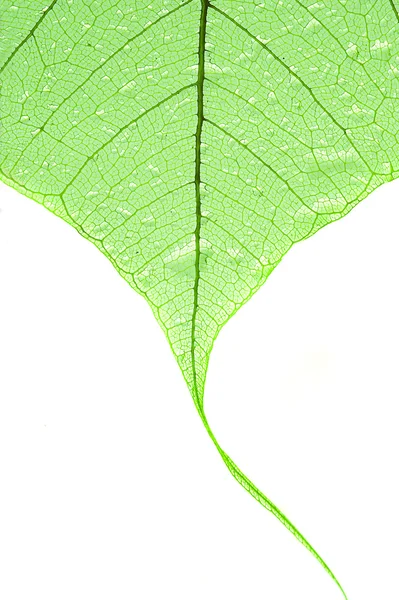 물 한 방울로 잎을 만든다 — 스톡 사진
