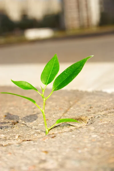 stock image Young plant