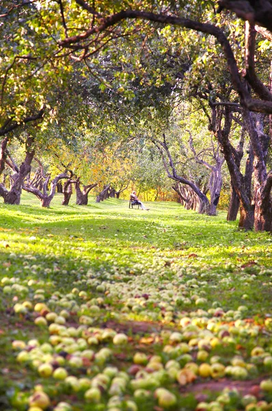 Сад і яблука — стокове фото